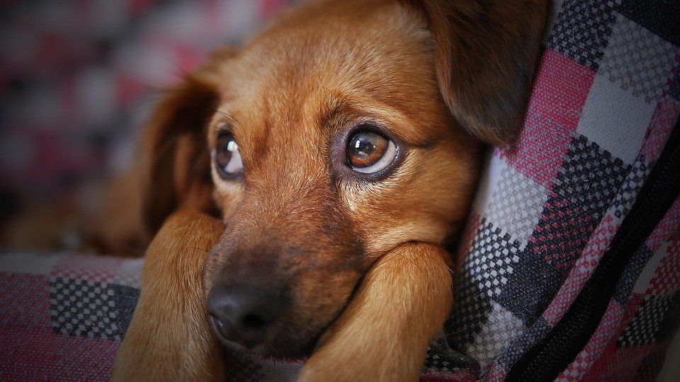 O czym warto pamiętać adoptując psa?