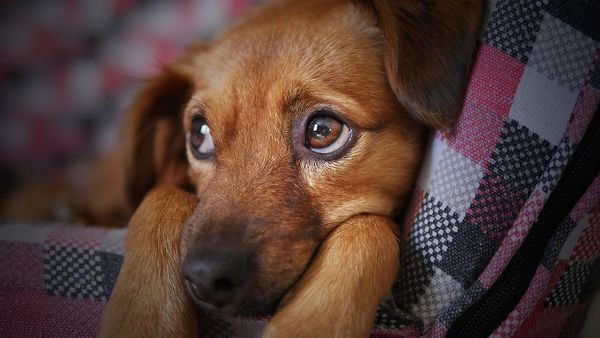 O czym warto pamiętać adoptując psa?
